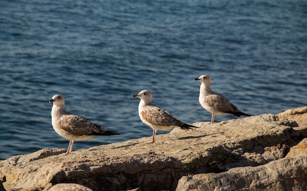 As gaivotas estão na rocha junto às águas do mar