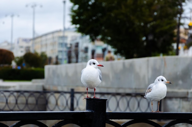 As gaivotas estão sentadas em cima do muro no centro da cidade