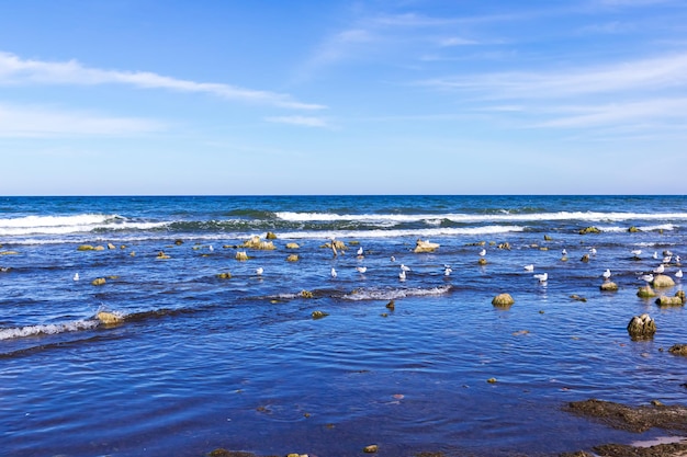 As gaivotas sentam-se em pedras no mar Báltico