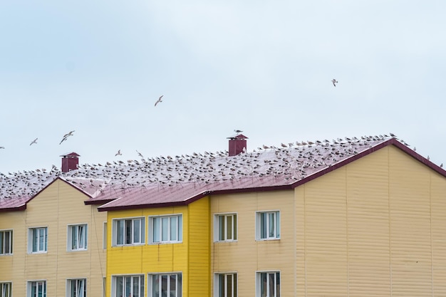 As gaivotas sentam-se no telhado de uma casa de madeira