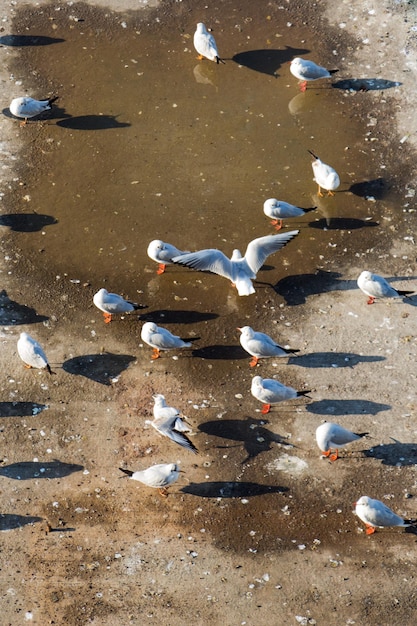 As gaivotas vivem em ambientes urbanos