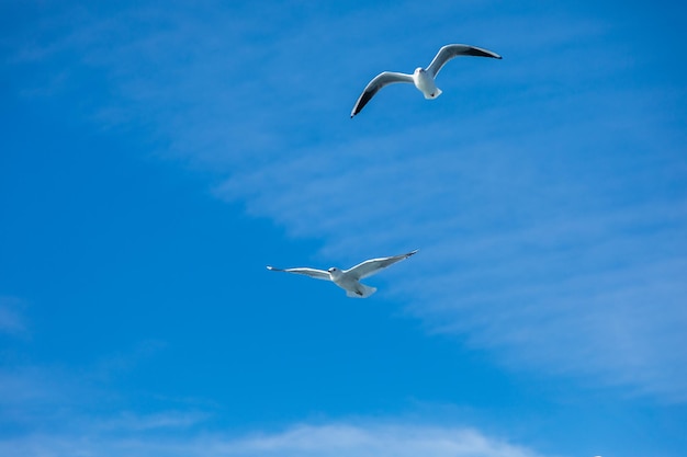 As gaivotas voam no céu com as asas abertas