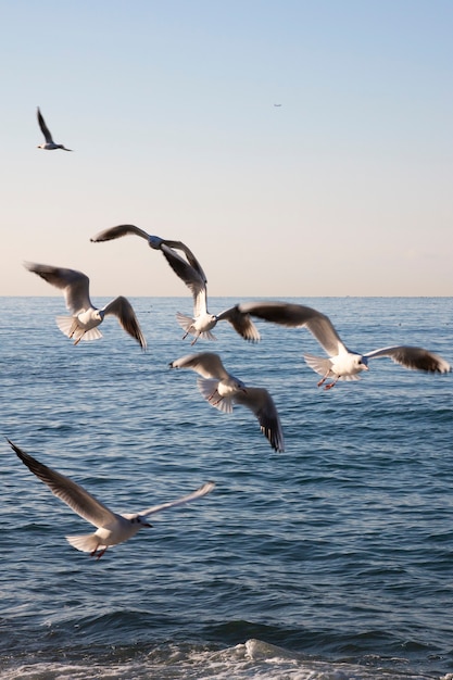 As gaivotas voam sobre o mar ao amanhecer. Pássaros brancos no fundo do mar e do céu. O conceito de liberdade