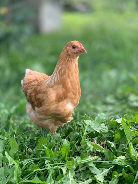 as galinhas da fazenda