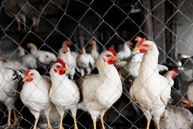 As galinhas são brancas na granja atrás da rede. desenvolvimento da pecuária e pecuária. aves jovens.