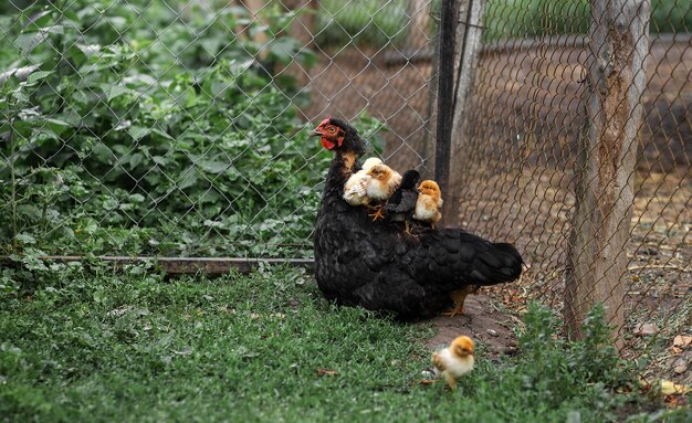 As galinhas sentam-se em cima de uma galinha de galinha Agricultura avicultura