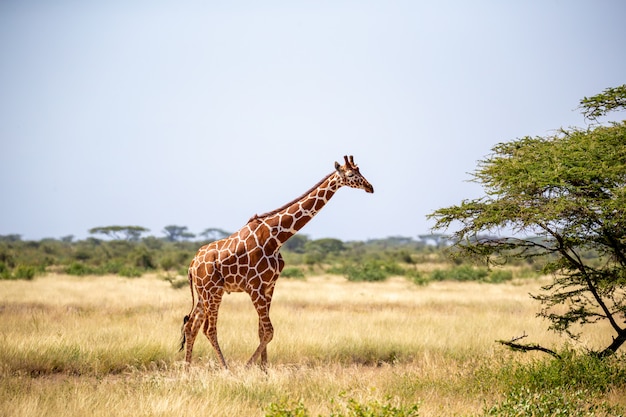 As girafas da Somália comem as folhas das acácias