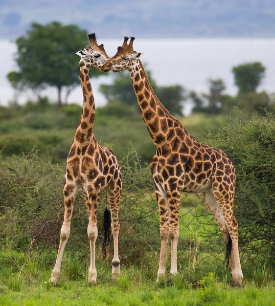 As girafas estão de pé no contexto do rio Nilo.