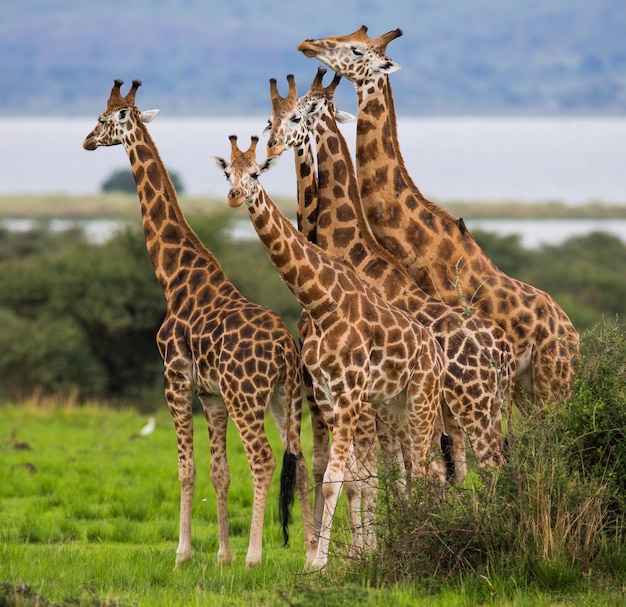 As girafas estão de pé no contexto do rio Nilo.