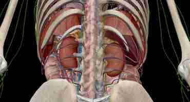 Foto as glândulas supra-renais são glândulas endócrinas localizadas no topo dos rins