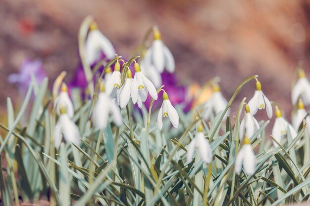 As gotas de neve florescem na primavera