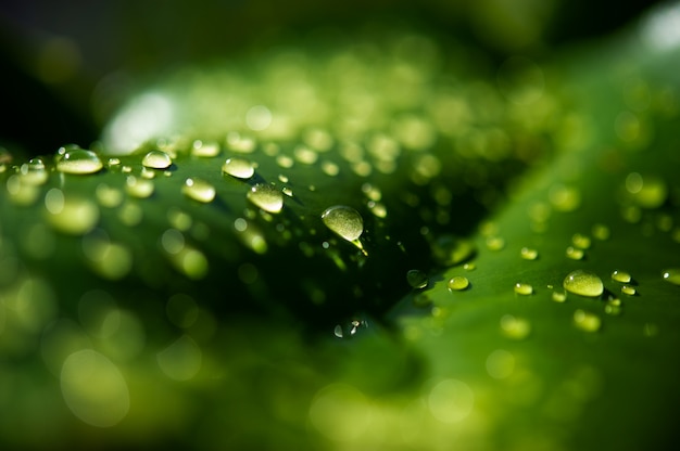 As gotas de orvalho nas folhas não são verdes