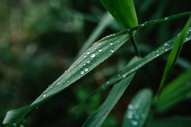 As grandes gotas em uma textura verde folheiam, macro na natureza, fundo.