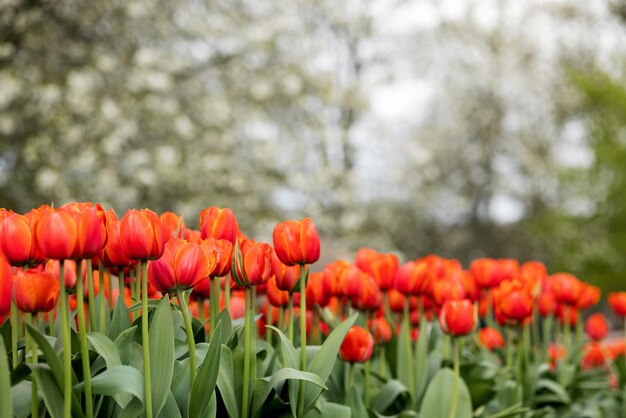 Foto as habituais flores laranjas das tulipas vista lateral foco seletivo closeup