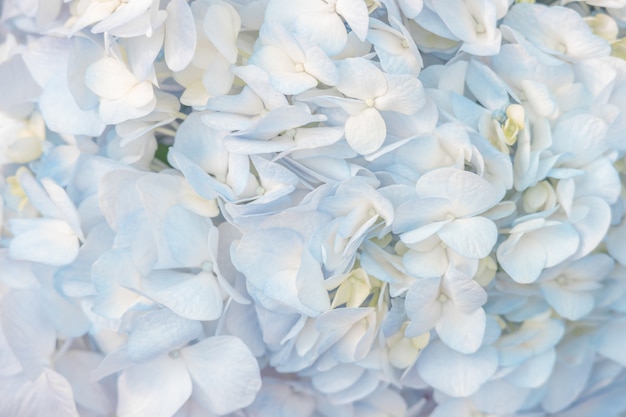 As hortênsias azuis bonitas florescem na cor macia para o fundo.