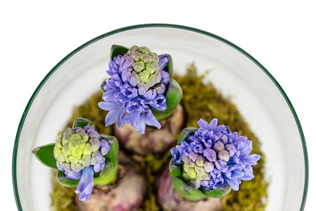 as jovens flores de jacinto azul