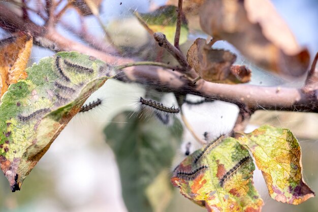 As lagartas nas folhas da maçã danificam a árvore. pragas de jardim