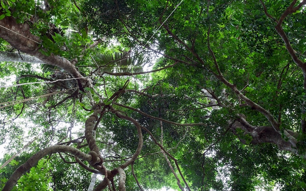 As lianas que oscilam e luz solar do dossel da floresta húmida em phuket Tailândia.