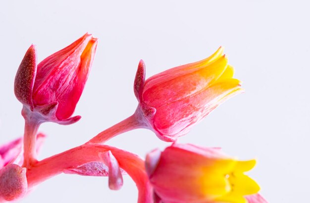 As lindas flores da Dudleya cymosa é uma planta suculenta pertencente à família crassulaceae