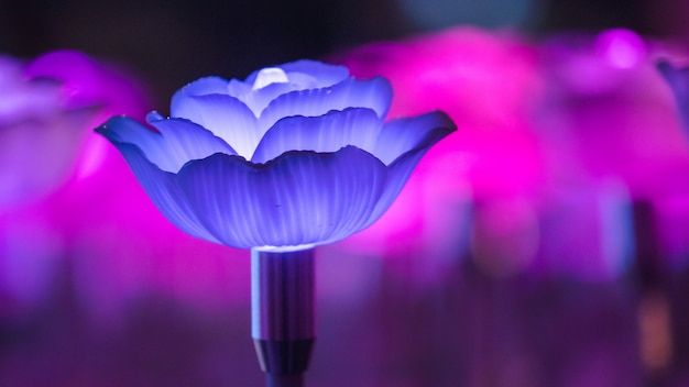 As luzes são decoradas como flores para criar uma bela luz durante a noite no festival.