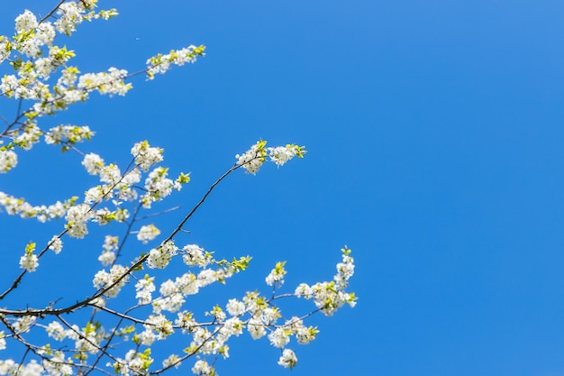 As macieiras florescem a parte com sementes de uma plantaPaisagem natural da flor da primavera com flores brancas de uma macieira no fundo do céu azul closeup Espaço de cópia de foco suave