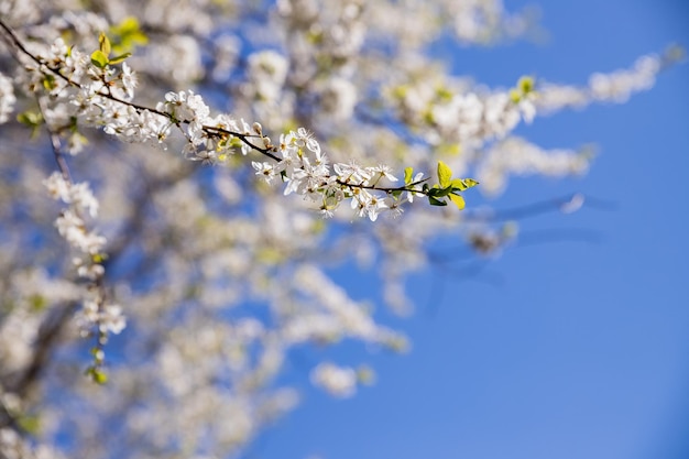 As macieiras florescem a parte sementeira de uma paisagem natural de flores de plantas com flor branca