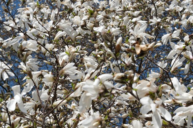 As magnólias brancas florescem