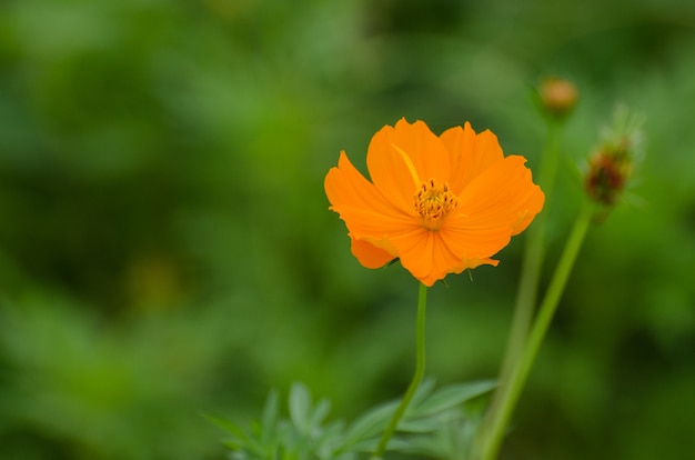 As mais belas flores laranja nos bastidores.