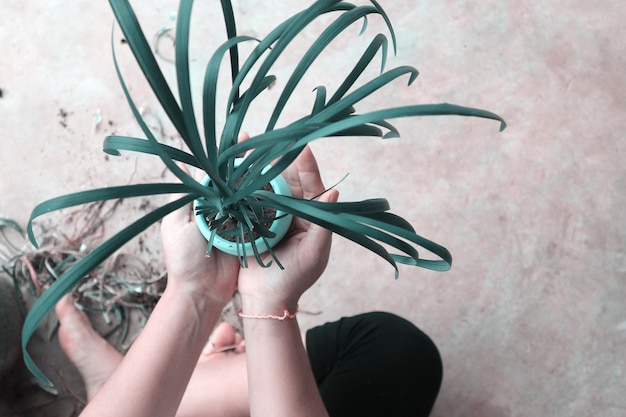 As mãos da mulher em close-up estão segurando uma panela com planta verde