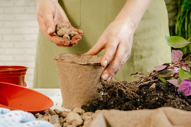 Foto as mãos da mulher transplantam a planta para uma panela nova