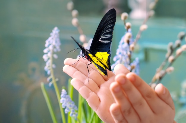 As mãos das crianças seguram uma linda borboleta à luz do sol