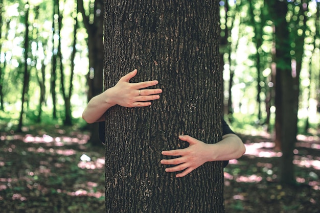 As mãos das mulheres abraçam uma árvore na floresta amor pela natureza