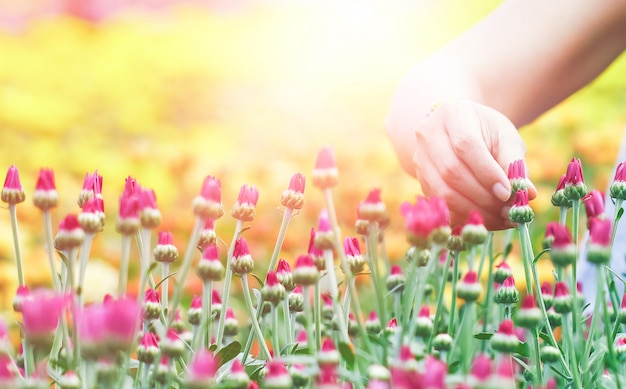 As mãos das mulheres estão colhendo flores