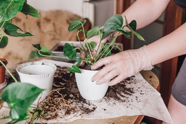 As mãos das mulheres estão transplantando plantas de interior para o foco seletivo de novos vasos.