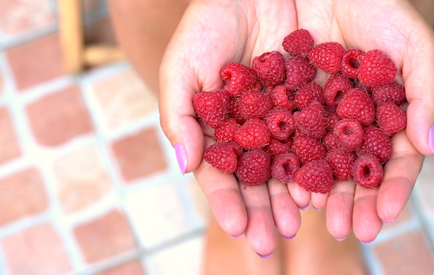 As mãos das mulheres que guardam framboesas frescas e vermelhas recolheram no jardim.