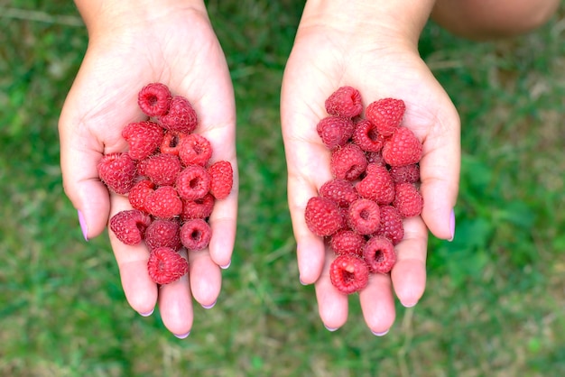 As mãos das mulheres que guardam framboesas frescas e vermelhas recolheram no jardim.