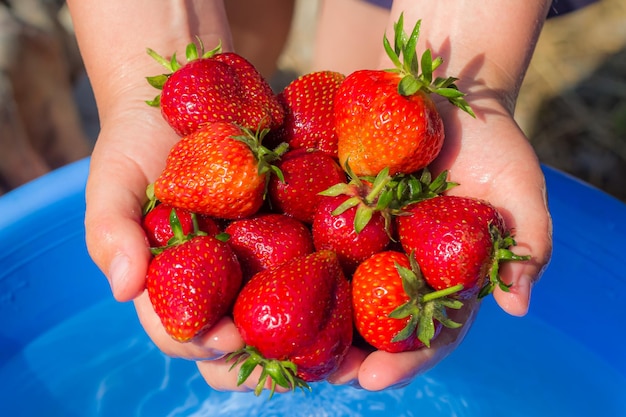 As mãos das mulheres seguram muitos morangos Morangos lavados, nutrição saudável e vitaminas