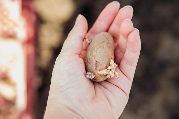 As mãos das mulheres seguram tubérculos de batata Preparação para o início da primavera para a temporada de hortasUm agricultor planta batatas com um broto no jardim Cultivando vegetais orgânicos