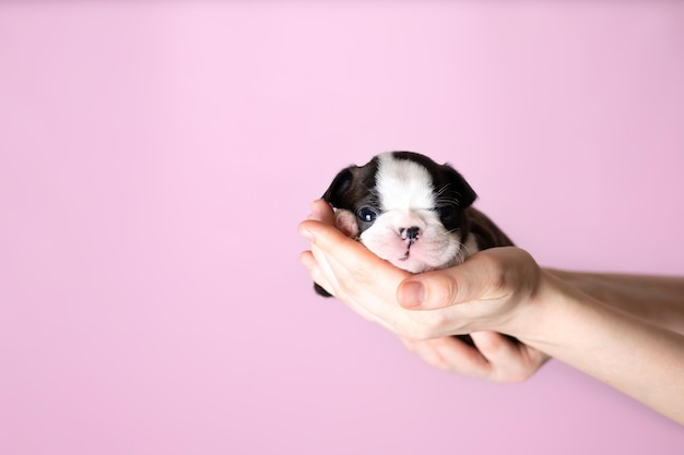 As mãos das mulheres seguram um lindo cachorrinho Boston Terrier em um fundo rosa Espaço para texto Foto de alta qualidade