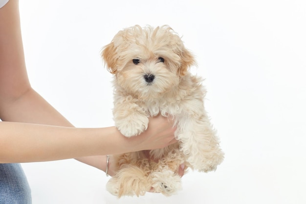 As mãos das mulheres seguram uma sessão de fotos de um jovem cachorrinho desgrenhado no estúdio em um fundo branco