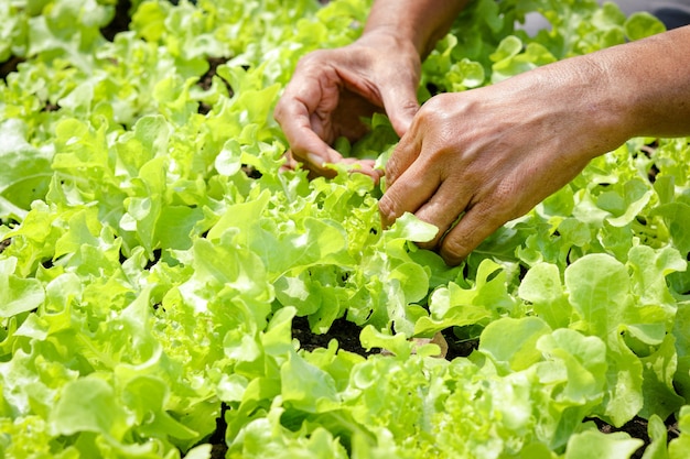 Foto as mãos de fazendeiros idosos seguram vegetais verdes orgânicos para salada no terreno