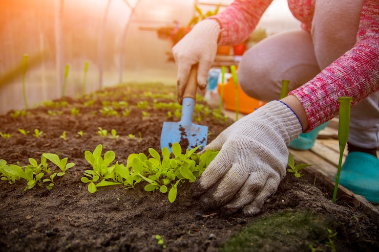 as mãos de um jardineiro em luvas domésticas planta mudas de plantas jovens brotos no solo em uma estufa. tempo de primavera
