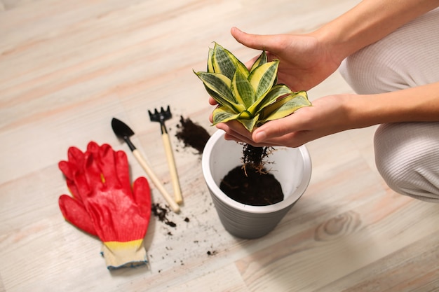 As mãos de um jovem estão segurando um vaso de planta