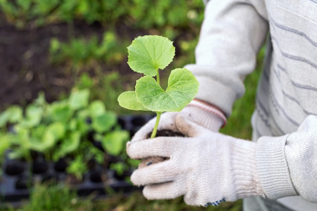 As mãos de um trabalhador agrícola seguram um rebento de uma cultura vegetal, abóbora ou abobrinha.