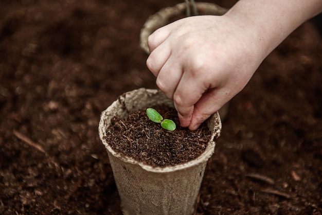 As mãos de uma criança pequena semearam sementes em um vaso de turfa O conceito de Dia da Terra e proteção de plantas Vasos de turfa para plantio