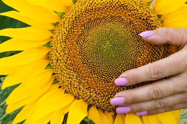 As mãos de uma garota em um girassol Foto de alta qualidade