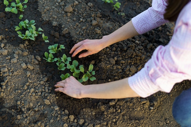 As mãos de uma jovem mulher cuidam das plantas plantadas no chão O conceito de jardinagem cultivo de alimentos orgânicos agricultura ecológica
