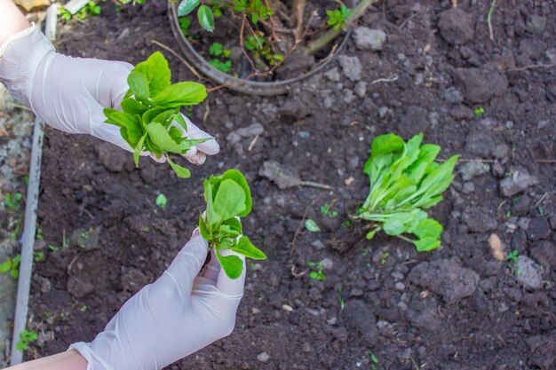 As mãos de uma mulher idosa seguram o solo com uma planta jovem Plantando mudas no chão Há uma espátula ao lado