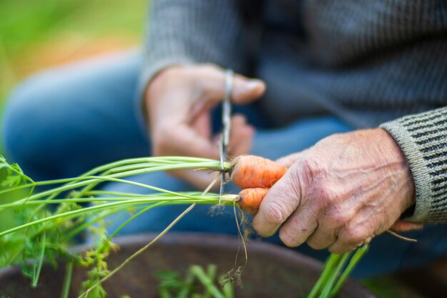 As mãos do agricultor colhem a colheita de cenoura no jardim Trabalho de plantação Colheita de outono e conceito de alimentos orgânicos saudáveis fecham com foco seletivo