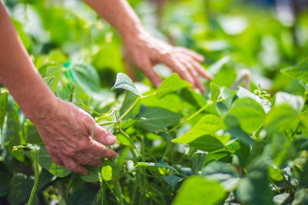 As mãos do agricultor colhem a colheita de feijão no jardim Trabalho de plantação Colheita de outono e conceito de alimentos orgânicos saudáveis fecham com foco seletivo